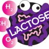 Lactose USP Substrate - 25 Gram Tests