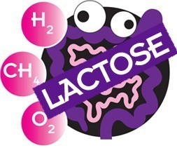 lactose substrates